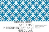 HUMAN BODY SYSTEMS: INTEGUMENTARY AND MUSCULAR Rebekah O’Bryan, Naomi Belcher, & Miranda McCormick.