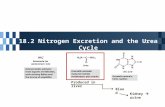 18.2 Nitrogen Excretion and the Urea Cycle Produced in liver Blood Kidney  urine.