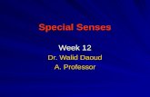 Special Senses Week 12 Dr. Walid Daoud A. Professor