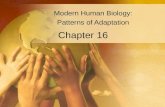 Chapter 16 Modern Human Biology: Patterns of Adaptation.