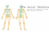 The Axial Skeleton Salt Lake City Community College Human Anatomy Laboratory.