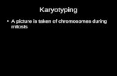 Karyotyping A picture is taken of chromosomes during mitosis.