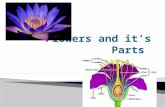Students will be able to identify the 6 main parts of a flower.  Students will be able to explain the 6 main parts of a flower.  Students will be.