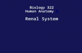 Biology 322 Human Anatomy I Renal System. Organs of Renal System.