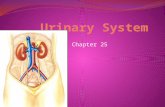 Chapter 25. Urinary System Two kidneys Two ureters Urethra urinary bladder.