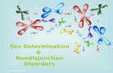 Sex Determination & Nondisjunction Disorders October 24, 2015.