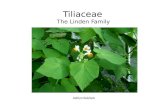Tiliaceae The Linden Family Ashlyn Kuklock. Tiliaceae… -Are trees, shrubs, or rarely herbs -Contain 50 genera and 450 species that are characterized by.