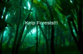 Kelp Forests!!!. What? The kelp forest is a forest, but it is not a forest of trees. It is made of seaweed called giant kelp. Only kelp plants with air