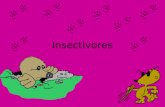 Insectivores. Insectivores are mammals that survive by eating almost nothing except small insects. Shrew Hedgehog Mole Tenrec.