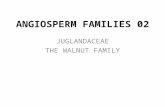 ANGIOSPERM FAMILIES 02 JUGLANDACEAE THE WALNUT FAMILY.