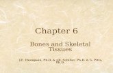 Chapter 6 Bones and Skeletal Tissues J.F. Thompson, Ph.D. & J.R. Schiller, Ph.D. & G. Pitts, Ph.D.