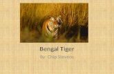 Bengal Tiger By: Chip Stevens. Classification and Description Panthera tigris tigris Feline 720 lbs.; 6ft long, 3ft tail Orange, brown; black stripes.