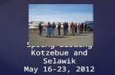 Spring Birding Kotzebue and Selawik May 16-23, 2012.