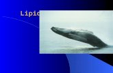 Lipid. The function of lipid Lipids are a class of biological molecules defined by low solubility in water and high solubility in nonpolar solvents. Function: