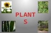 Plants are living things. They are born, grow, reproduce and die. All plants need air, light and water to live.