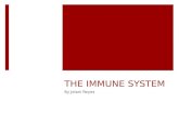 THE IMMUNE SYSTEM By Jelani Reyes. Functions Thymus, White Blood Cells, Antibodies  Thymus: The thymus creates antibodies.  White Blood Cells: Kills.