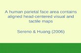 A human parietal face area contains aligned head-centered visual and tactile maps Sereno & Huang (2006)