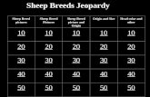 Sheep Breeds Jeopardy Sheep Breed pictures Sheep Breed Pictures Sheep Breed picture and Origin Origin and SizeHead color and other 10 20 30 40 50.