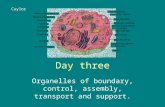 Day three Organelles of boundary, control, assembly, transport and support. Caylor.