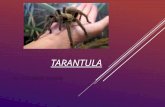 TARANTULA By Ellieand Syrena. TABLE OF CONTENTS  Slide 1 – Introduction  Slide 2 – Physical Description  Slide 3 – Movement  Slide 4 – Diet and Food.