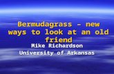 Bermudagrass – new ways to look at an old friend Mike Richardson University of Arkansas.
