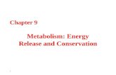 1 Chapter 9 Metabolism: Energy Release and Conservation.