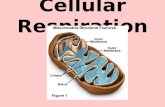 Cellular Respiration. Mitochondria Parts and Functions Mitochondrial PartsFunctions in Cellular Respiration Outer mitochondrial membraneSeparates the.
