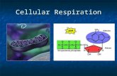 Cellular Respiration. A quick review… A quick review… When we eat, we get ______ from glucose and other sugars When we eat, we get ______ from glucose.