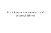 Plant Responses to Internal & External Stimuli. I. Etiolation vs. De-etiolation A. Etiolation – are the adaptations/responses plants have towards growing.