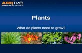 Plants What do plants need to grow?. Parts of a Plant Can you name the four main parts of a plant? R _ _ _ _ S _ _ _ L _ _ _ F _ _ _ _ _ O O T S T E M.