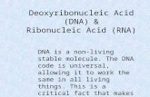 Deoxyribonucleic Acid (DNA) & Ribonucleic Acid (RNA) DNA is a non-living stable molecule. The DNA code is universal, allowing it to work the same in all.