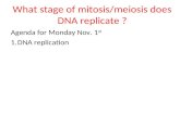 What stage of mitosis/meiosis does DNA replicate ? Agenda for Monday Nov. 1 st 1.DNA replication.