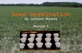 Seed Germination by Jackson Minert Period 5. Introduction My mom likes to sprout alfalfa seeds at home to eat on sandwiches. She soaks the seeds in water.