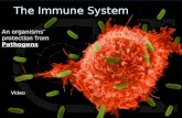 The Immune System An organisms’ protection from Pathogens Video.