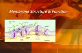 Membrane Structure & Function. Plasma Membrane  Structure  Boundary that separates the living cell from its non-living environment  Selective permeability.