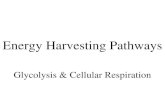 Energy Harvesting Pathways Glycolysis & Cellular Respiration.