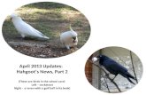 April 2013 Updates: Hahgoot’s News, Part 2 (These are birds in the school yard: Left – cockatoos Right – a raven with a golf ball in its beak)