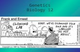 Genetics Biology 12. Mendel’s laws are operating  alleles are segregating  independent assortment  fertilization is random but…Mendel didn’t look at.