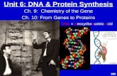 Unit 6: DNA & Protein Synthesis Ch. 9: Chemistry of the Gene Ch. 10: From Genes to Proteins DNA = Deoxyribonucleic Acid 300.