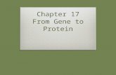 Chapter 17 From Gene to Protein. 17.1 – Genes specify proteins via transcription & translation  Gene Expression  DNA directs the synthesis of proteins.