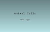 Animal Cells Biology. Animal Cells vs Other Eukaryotic Cells Plant Cells- contain rigid, mostly impermeable cell wall composed of cellulose, lignin, and.