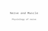 Nerve and Muscle Physiology of nerve. The neuron The basic structural unit of the nervous system. Structure: The soma The dendrites: antenna like processes.