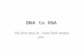 DNA to RNA The first step in - How DNA makes you.