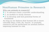 NonHuman Primates in Research Why use animals in research? 1. to advance basic scientific understanding 2. as models to study disease 3. to develop and.