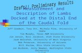 Measurement and Description of Lambs Docked at the Distal End of the Caudal Fold Jeff Goodwin, Troy Ott, Michele Pike, University of Idaho Tim Murphy,