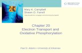 Chapter 20 Electron Transport and Oxidative Phosphorylation Mary K. Campbell Shawn O. Farrell  Paul D. Adams.