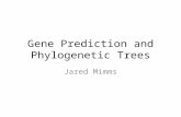 Gene Prediction and Phylogenetic Trees Jared Mimms.