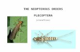 THE NEOPTEROUS ORDERS PLECOPTERA (stoneflies). From the phylogenetic tree: Endopterygota = Coleopteroids + Strepsiptera + Lepidopteroids + Dipteroids.