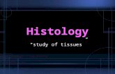 Histology “study of tissues”. History of the Microscope Robert Hooke- 1665 Created the first microscope Looked at cork tissue Coined the term cells.