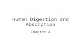Human Digestion and Absorption Chapter 4.